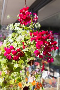 Geranien beim Hotel Les Geraniums