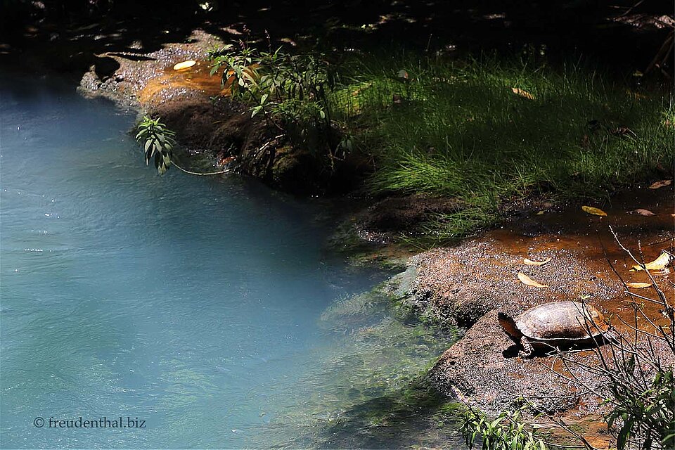 Das blaue Wasser des Rio Celeste scheint die Schildkröte nicht zu stören.