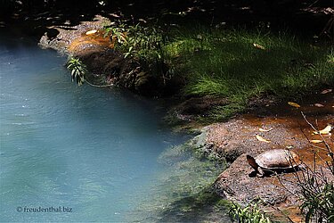 Das blaue Wasser scheint die Schildkröte nicht zu stören.