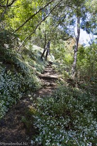 Waldmeister, der wohl kein Waldmeister ist