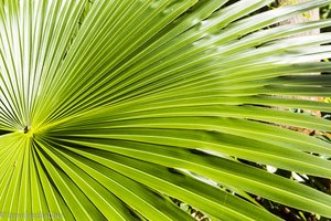 Palmblatt im Jardin des Parfums et des Epices