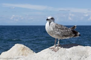 Eine Möwe in Piran