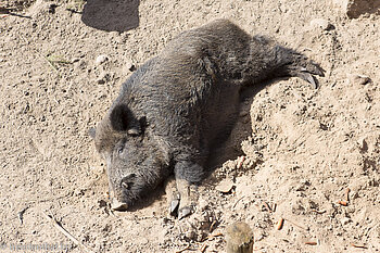 Wildschwein lässt es sich gut gehen.