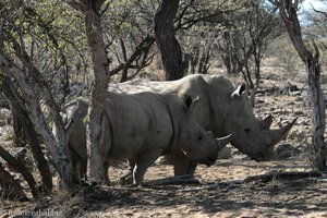 Nashorn-Kuh beim Stillen