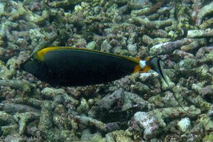 Eleganter Nasendoktor (Elegant Unicornfish, Naso elegans)