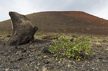 Leben kehrt zurück an der Caldera der Montaña Colorada