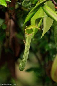 Auf Borneo gibt es viele Arten von Kannenpflanzen