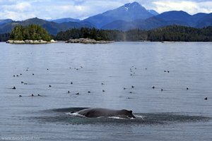Buckelwal bei Vancouver Island | Whale Watching