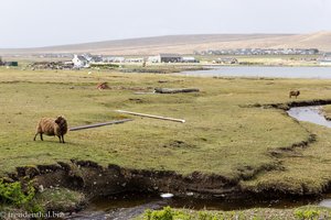 Auf Ottersuche bei Baltasound auf Unst