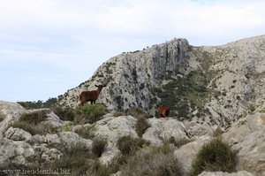 Mallorquinische Bergziegen