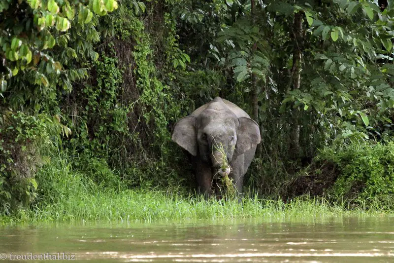 borneo elefanten tour