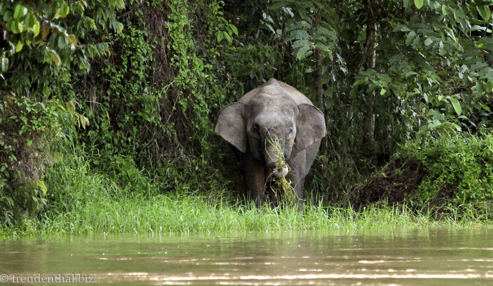 Aus dem Dickicht auftauchender Borneo-Elefant am Ufer des Kinabatangan auf Borneo