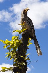 Gelbschnabeltoko (Tockus leucomelas) bettelt nach Essen