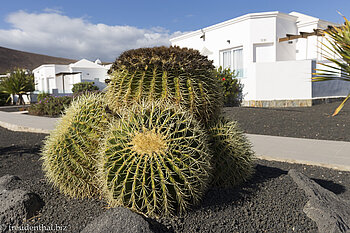 Kakteen im Garten des Bluesea Alyssa Suite Hotels auf Lanzarote
