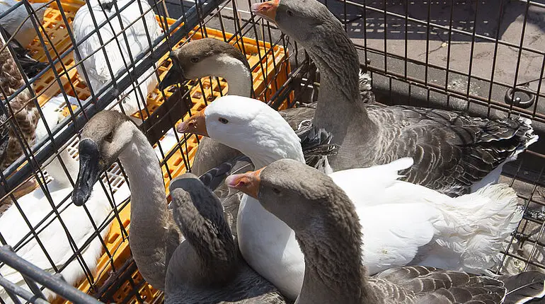 Arme Gänse auf dem Markt von Saint-Pierre