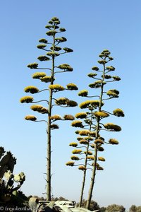 Blühende Agaven wo man hinschaut bei Moulay Idris