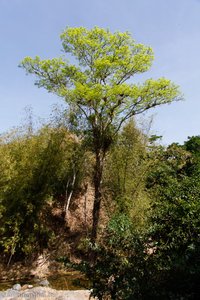 auch ein hübscher Baum