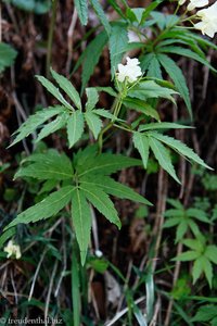 und noch ein Fieder-Zahnwurz (Dentaria heptaphylla)