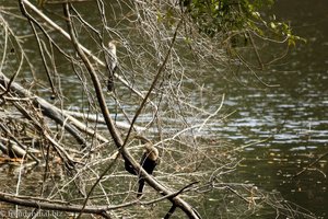 Amerikanische Schlangenhalsvogel (Anhinga anhinga)