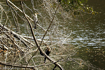 Amerikanische Schlangenhalsvogel (Anhinga anhinga)