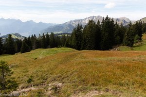Hochmoor zwische Arvenbüel und Alp Looch