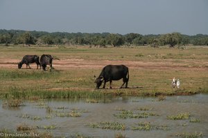 noch mehr Wasserbüffel, Reiher und Buntstorch