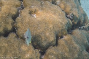 Schnorcheln am Strand bei der Cueva de los Peces