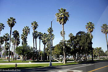 Palmen am Strand von Los Angeles