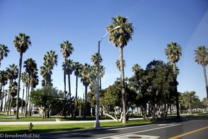 Palmen am Strand von Los Angeles