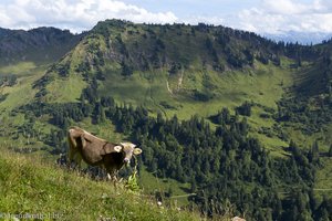 Blick auf den Girenkopf vom Hochgrat aus