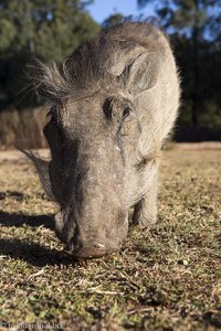 überall rennen Warzenschweine umher - Mlilwane Wildlife Sanctuary