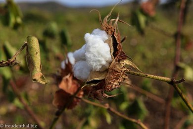 Baumwolle in Äthiopien