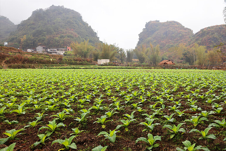 Tabakplantage am Quây‑Sơn‑Fluss