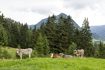 Allgäuer Braunvieh