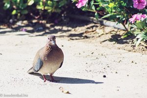 kleine Tauben im Iberotel Makadi Beach