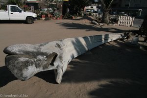 Unterkieferknochen eines Blauwals