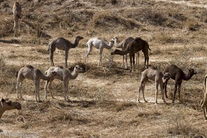 junge Kamele im Oman