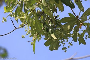 Suchbild Nektarvogel