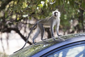 Affe auf dem Autodach - Nwanedi Nature Reserve