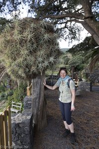 Üppige Tillandsien am Rastplatz beim Cruz del Monte