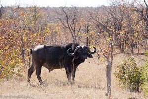 ein Büffel im Krüger Nationalpark
