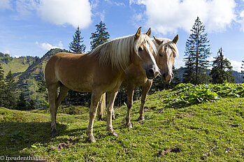 Fotogene Haflinger beim Abstieg vom Hochgrat