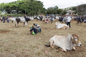 auf dem Rindermarkt in Myanmar