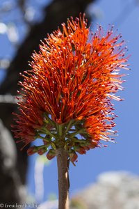 Blüte entlang dem Tugela Gorge Trail im Royal Nata NP