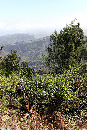 Abstieg über einen halb zugewachsenen Pfad