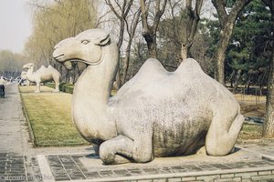 Kamel der Seelenallee der Ming-Gräber
