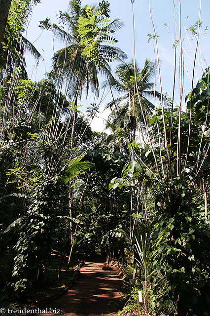Old Village Spice Garden