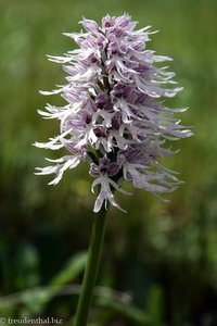 Italienisches Knabenkraut (Orchis italica)