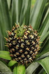 wild wachsende Ananas am Batang Lemanak