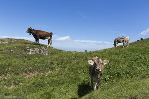 Kühe auf den Alpwiesen des Stuiben
